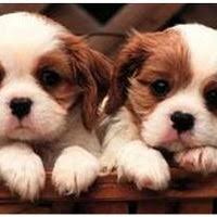 Located in massapequa, ny, find your puppy today! Luxury Puppies Pet Shop Pet Service In Massapequa