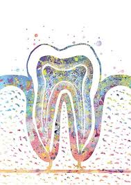 Dentist Gift Tooth Art Medical Art Clinical Decoration Dental Practice Gum Tooth Schema Tooth Watercolor Human Body 325 Dentes Desenho Odontologia Desenho Dia Do Dentista