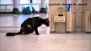 If you saw a black and a white cat in your dream, such a dream might indicate some sadness or regret in the upcoming days. What Are The Islamic Teachings Related To Cats Life In Saudi Arabia