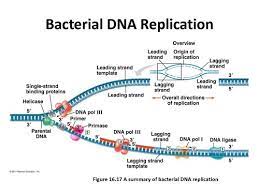 How is this limitation overcome? Replication Of Dna Is Quizlet