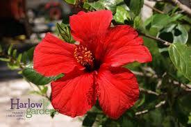 Image result for Hibiscus Red 2017 Vito