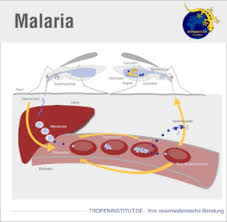 Bubonic plague herpes skin escherichia coli malaria pneumonia meningitis rabies tetanus aids diphtheria candidiasis ebola virus disease. Tropeninstitut Tropenkrankheiten Malaria