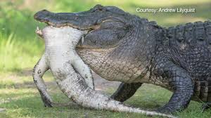 Photographer captures gator eating gator