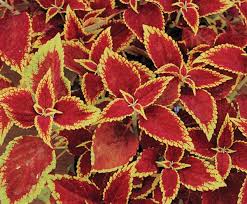 Image result for Coleus thyrsoideus