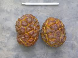 Image result for Myrianthus