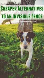 This may not be a wireless electric dog fence, but best believe that it is as efficient as can be. What Are The Cheaper Alternatives To Invisible Fence One Hundred Dollars A Month