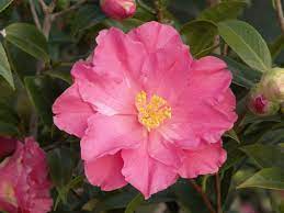 Coral Delight Camellia Winter Plants Camellia Plant Collection
