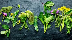 Image result for Thomandersia hensii