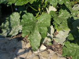 Mehltau Mit Milch Bekampfen Pflanzen Gartenschadlinge Zuchini Pflanzen