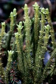 Image result for Lycopodium