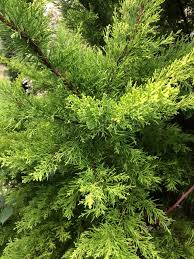 Image result for Cupressus macrocarpa