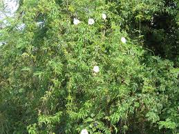 Image result for Merremia palmata