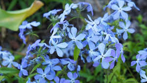 ^ are cherry trees native to countries other than japan?. The East S Best Hikes For Spring Wildflowers
