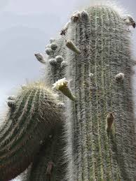 El gran libro de los chakras. Curso Virtual A Distancia Cultivo Natural De Cactus Y Suculentas Nc