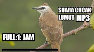 Bagi para pecinta burung, memelihara burung kicau tentunya hal yang sangat menyenangkan. 3 05 Mb Suara Cucak Lumut Mp3 Full 1 Jam Kusus Pancingan Download Lagu Mp3 Gratis Mp3 Dragon
