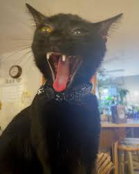 Saturday S Are For The Cats Tonguesoutfortheweekend Blackcat Features Blackcatsofinstagram Blackcatsroc Cok Sirin Hayvanlar Yavru Kediler