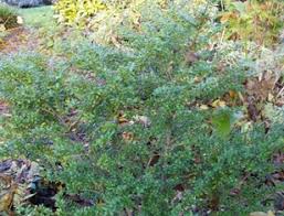 It looks similar to boxwoods , and many growers enjoy using it as a lush hedge or border in the landscape. Ilex Crenata Convexa