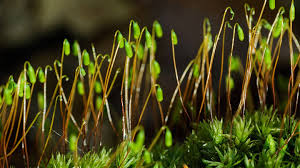 Mosses evolved from green algae before the existence of reptiles and flying insects. Mosses British Plants Woodland Trust