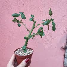 Image result for Tragia hildebrandtii