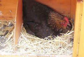 Once you have all these factors at the back of your mind, you will be able to work your way up and improve the productivity of your layers regardless of how many you are raising in your backyard. How Long Do Chickens Lay Eggs