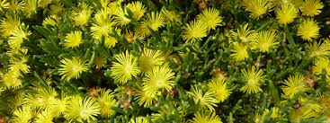 Planting edible ground cover is a great way to have fresh herbs and control the weeds in your garden. Mlewallpapers Com Golden Ice Plant