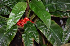 Image result for Palisota