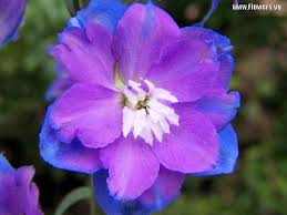 Birth Month Flower Grow Kit July Larkspur Tattoo Sweet Deposition July Birth Flower Delphinium Flowers Larkspur Flower Birth Flower Tattoos