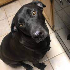 We think he's a dane lab mix. Meet Your Gentle Giant The Labradane Aka The Great Dane Lab Mix Animalso