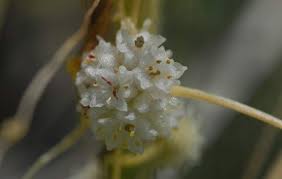 Image result for Cuscuta approximata