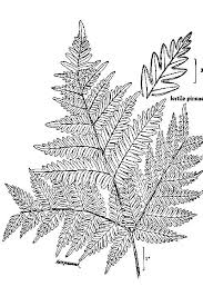 Really Nice Drawing Of A Bracken Fern Fern Tattoo Art Nouveau Tattoo Sunday School Crafts