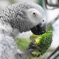 Avian & exotic animal care. Avian And Exotic Animal Care Home Facebook