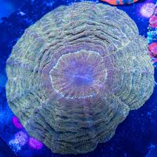 Image result for Acanthopale confertiflora