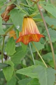Image result for Canarina