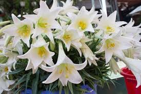 Hiện nay đã tìm ra được hơn 20 loại. Hoa Loa Ken Loai Hoa Rá»±c Rá»¡ Nháº¥t Trong Mua Xuan Lio Flower