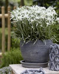 Edelweiss Strahlende Blutensterne Pflanzen Alpine Pflanzen Steingarten