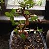 Delonix regia leaves are informal used to treat disorders in folk, but few studies have reported to elucidate their potential mechanisms 6. 1