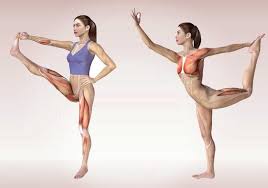 Pin On Yoga Poses Anatomy