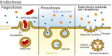 Tipos nutricionales