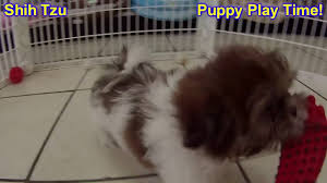Maybe you would like to learn more about one of these? Shih Tzu Puppies Dogs For Sale In Jacksonville Florida Fl 19breeders Orlando Cape Coral Youtube