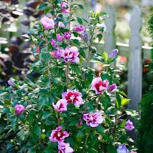 Image result for Hibiscus Red 2007 Sprinter