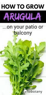 Thanks for sharing this information. How To Grow Arugula Lobotany An Urban Gardening Guide