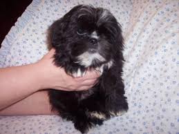 Find home for an animal alerts get alerts. Shihtzu Puppies For Sale In Hartford Michigan Animals Nstuff