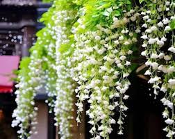 Image result for Clerodendrum pusillum