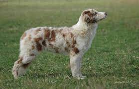 Chocolate Merle Border Collie Border Collie Really Cute Puppies Red Merle Border Collie