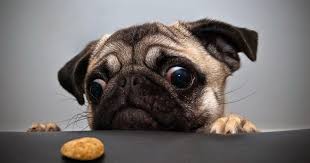 Cool Collections Of Dog Wallpapers For Desktop For Desktop Laptop And Mobiles Download Hd Backgrounds On Unspl Puppy Bad Habits Funny Animal Photos Pugs Funny