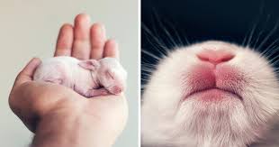 Different from domestic breeds, cottontail rabbits are the ones you are most likely to find in the wild. I Did A Newborn Photo Shoot With My Baby Bunny Bored Panda