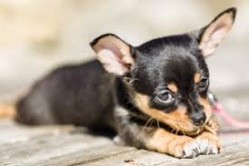 Find chihuahua puppies for sale and dogs for adoption. Chihuahua Merkmale Und Besonderheiten Des Kleinen Modehundes