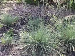 Cabin Mix Dry Land Turf 5 Pound Wizard Seed Llc Be Sure To Check Out This Awesome Product Turf Seeds Grass Seed