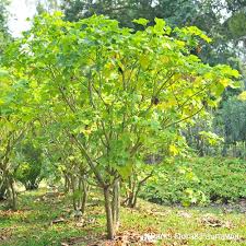Image result for Jatropha curcas