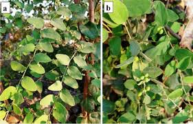 Image result for Cocculus hirsutus